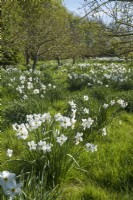 Spring apple orchard with naturalised Narcissus in grass 