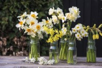 Mixed varieties of Narcissus displayed in glass jam jars on table 