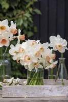 Bunch of Narcissus 'Pink Charm' in glass jar on white tray