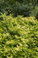 Euonymus fortunei 'Sunshine' Fortune's spindle