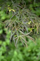 Acer Palmatum  'Linearlobum'  Japanese Maple