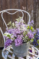 Mixed varieties of Syringa vulgaris arranged in zinc bucket on chair against rustic background