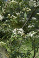 Cornus paucinervis, dogwood