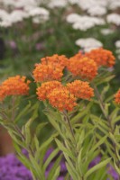 Asclepia tuberosa - Butterfly weed