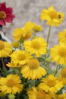 Gaillardia x grandiflora 'Mesa Yellow' - Blanket flower