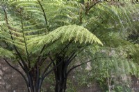 Cyathea medullaris - Black tree fern 