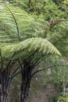 Cyathea medullaris - Black tree fern