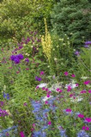 Mixed July perennial border - Salvias; Eryngiums; Verbascum, Scabious  and Phlox