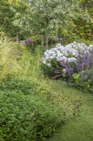Curving grass path through perennial borders featuring Salvia sclarea var turkestanica and white Phlox