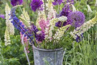 Cut Lupinus and Alliums displayed in zinc bucket on white chair 