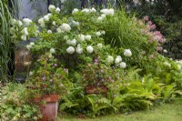 Hydrangea paniculata 'Limelight', porcupine grass,
Hydrangea paniculata 'Wims Red', scented geraniums in pot