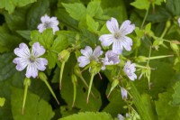 Geranium macrorrhizum - here you can see why this plant is called cranesbill