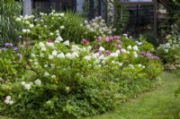 Flower bed with Hydrangea paniculata 'Limelight' and garden hydrangeas (in front), at the rear: Hydrangea paniculata 'Limelight', miscanthus sinensis 'Strictus', Hydrangea paniculata 'Wims Red'