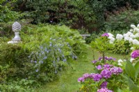 Cichorium intybus, a wild plant, Hydrangea paniculata 'Limelight' (white) and garden hydrangea on the lawn