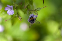 Geranium macrorrhizum and bumblebee