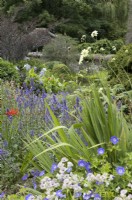 Astrantia, Crocosmia, montbretia, Cephalaria gigantea, Giant scabious grow amongst other perennials in cottage garden style planting. The Garden House, Yelverton, Devon. Summer. 