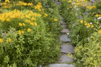 Yellow alstromeria line a stone pathway. The Garden House, Yelverton, Devon. Summer. 