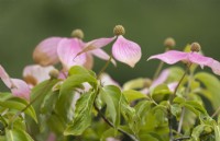 Cornus, Norman Haddon, old pink flowers and foliage. Close up. Summer. 
