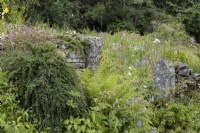 A dry stone wall with ferns and various cottage style planting all around it. The Garden House, Yelverton, Devon. Summer. 