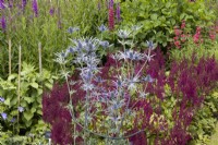 Eryngium, Blue Hobbit, supported by metal plant support. The Garden House, Yelverton, Devon. Summer. 