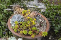 Sempervivums in terracotta pot. The Garden House, Yelverton, Devon. Summer. 