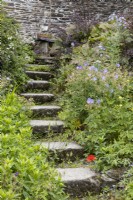 Stone curved steps lead up through cottage style planting with a stone wall in the background. The Garden House, Yelverton, Devon. Summer. 