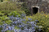 Eryngium, Blue Hobbit, amongst other cottage style planting in front of an old stone ruin. The Garden House, Yelverton, Devon. Summer. 