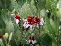 Acca sellowiana in flower late July