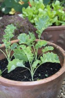 Brassica oleracea - Young kale plants in terracotta pot