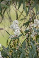 Eucalyptus coccifera - Tasmanian snow gum tree flowers