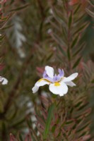 Dietes grandiflora - Fairy iris