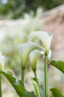 Zantedeschia aethiopica - Arum lily