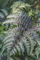 Athyrium niponicum variety pictum 'Metallicum' foliage in Summer - July