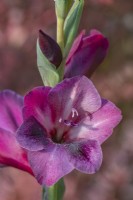 Gladiolus 'Thunder' flowering in Summer - July