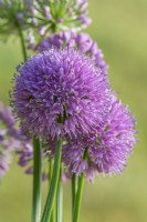 Allium 'Millenium' flowering in Summer - July