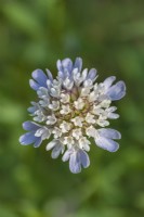 Scabiosa stellata 'Sternkugel' flowering in Summer - July