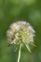 Scabiosa stellata 'Sternkugel' seedheads in Summer - July
