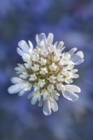 Scabiosa stellata 'Sternkugel' flowering in Summer - July