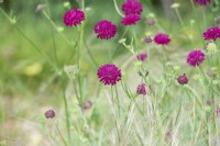 Knautia macedonica and Stipa tenuissima - Macedonian scabious and Mexican feather grass