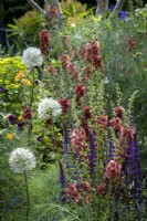 Herbaceous perennial border designed with pollinators in mind, plants include Allium 'Mount Everest', Salvias and Verbascum 'Petra'