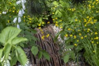 Meadow Buttercup, Ranunculus acris grows around industrial style waterproof MDF detailing