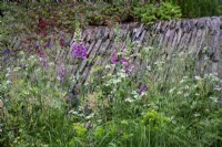 Foxgloves, Cow Parsley and various grasses in wild area of garden.  Traditional stone wall behind