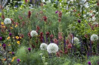Herbaceous perennial border designed with pollinators in mind, plants include Allium 'Mount Everest', Verbascum 'Petra', Geum and Salvia 'Mainacht'