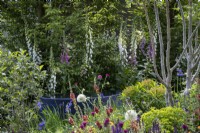 Herbacious perennial planting around quiet pool in large container, designed with pollinators in mind, plants include Foxgloves, Allium 'Mount Everest' and Verbascums