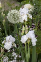 White Allium 'Everest' and Iris in white themed perennial border