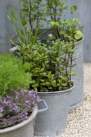 Herbs growing in recycled tin bucket containers