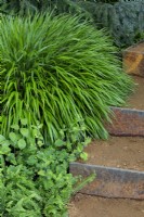 Green foliage plants including Hakonechloa macra grass edging self-binding gravel steps