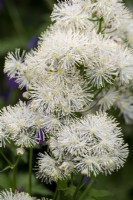 Thalictrum aquilegiafolium 'Nimbus White'