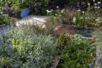 Iris 'White Swirl', Geum 'Mrs Bradshaw' and Salvia nemerosa 'Caradonna' around small tranquil pond