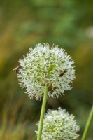 White Allium 'Everest' covered with honeybees